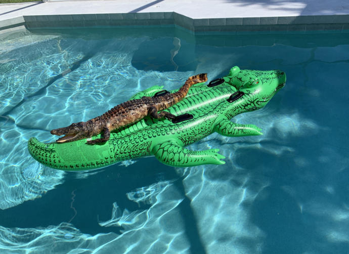 Other Than A Pool Filler With Water What Would You Rather Skinny Dip In?