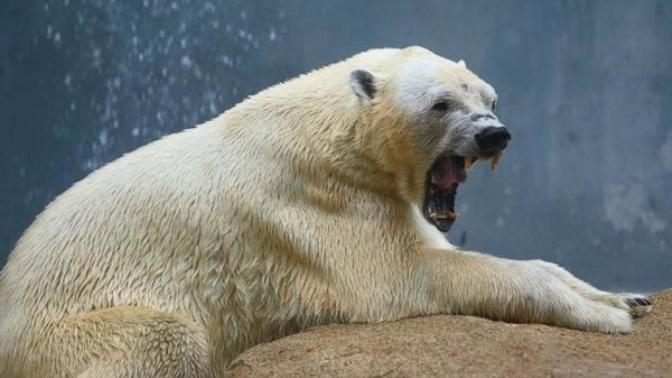 Do polar bears deserve their own horror movie?