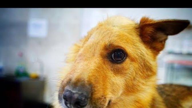 If someone hurts a dog or other animals this badly, what should be the punishment?