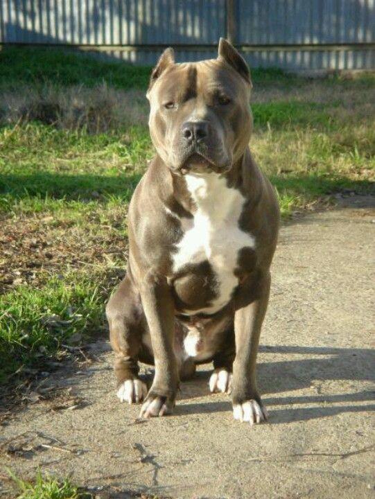 Where do pitbulls gets that determination of not letting go when they bite or fight other dogs?