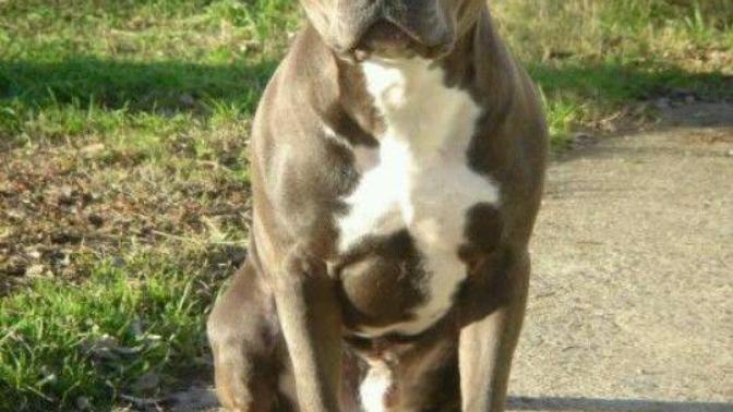 Where do pitbulls gets that determination of not letting go when they bite or fight other dogs?