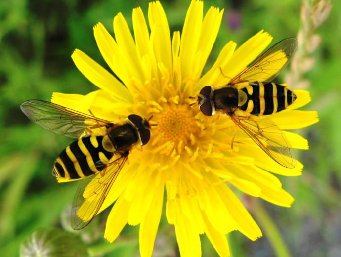 If Your Superpower Allowed You To Change Into Any INSECT What INSECT Would You Change Into?