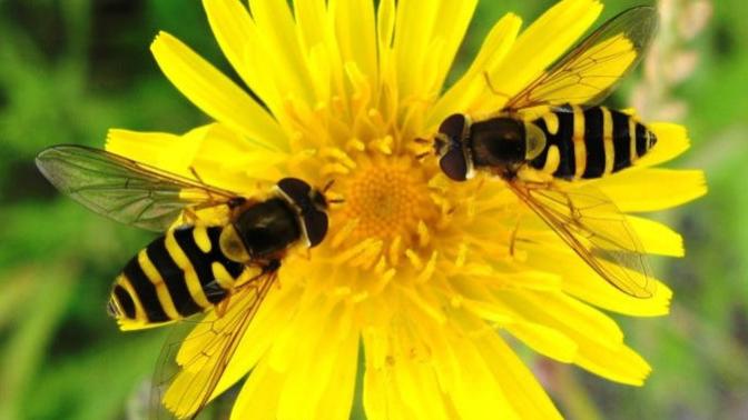 If Your Superpower Allowed You To Change Into Any INSECT What INSECT Would You Change Into?