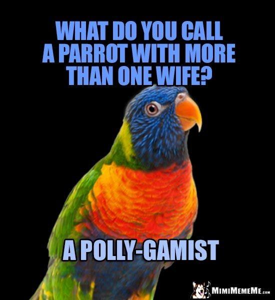 Can a Parrot Consent to Romance?