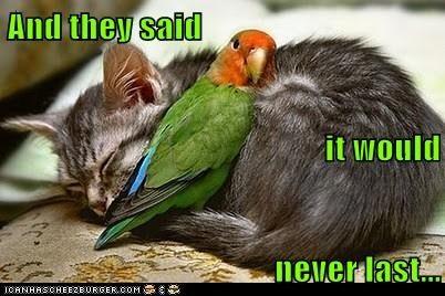 Can a Parrot Consent to Romance?