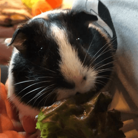 Would you go to a two way petting zoo where the animal can pet you right back?