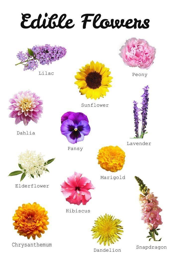 Have you ever eaten a flower?