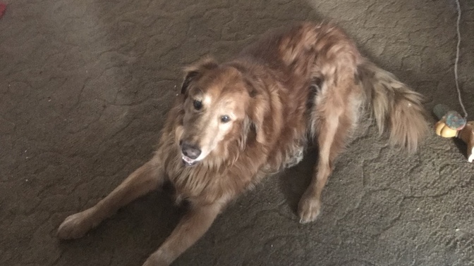 Today I had to put my dog to sleep? How can I get over the sadness?