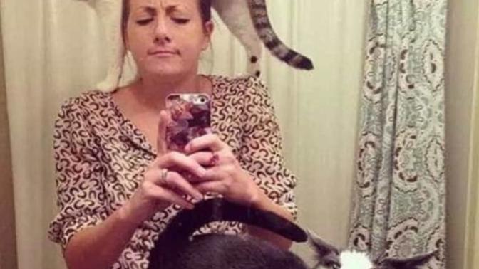 To those that have cats, what cat food do you use?