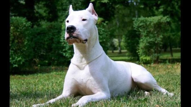 Is this another misunderstood dog breed?