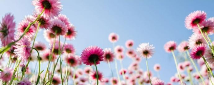 Whats your favourite flower?