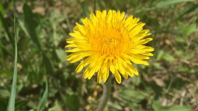 What's your favourite flower?