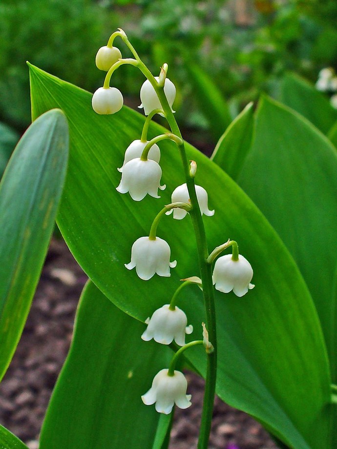 What's your favourite flower?
