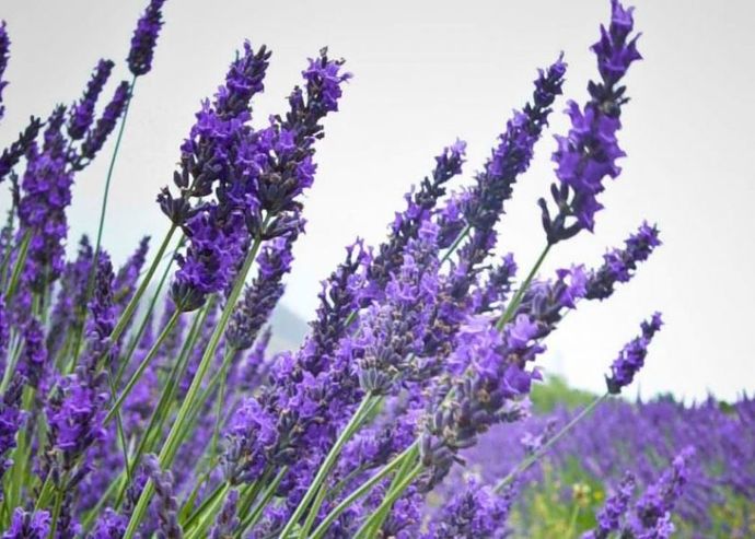 What's your favourite flower?