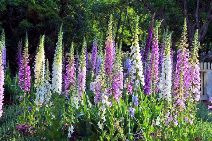 What's your favourite flower?
