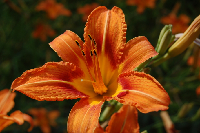 Tiger Lillies