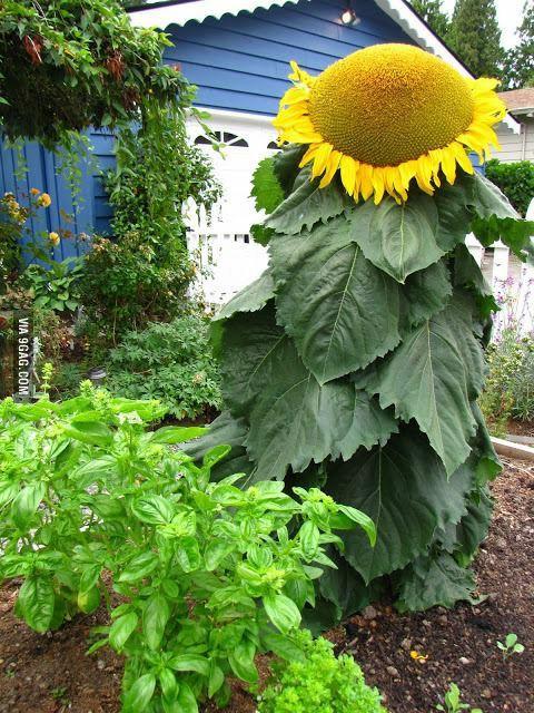 What's your favourite flower?