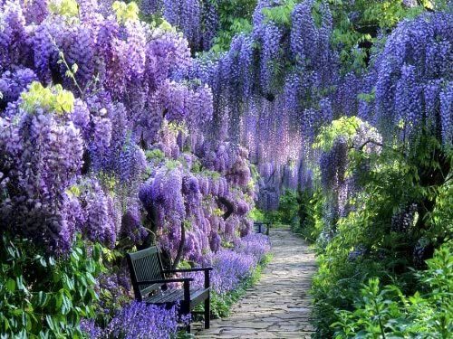 What's your favourite flower?