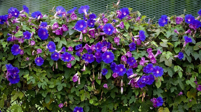 What's your favourite flower?