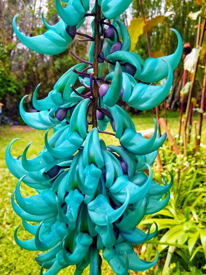 What's your favourite flower?