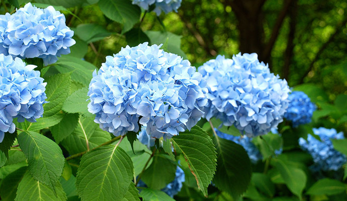 What's your favourite flower?