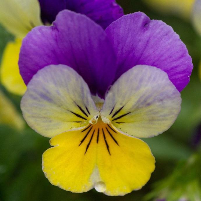 What's your favourite flower?