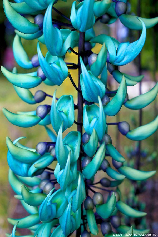 What's your favourite flower?