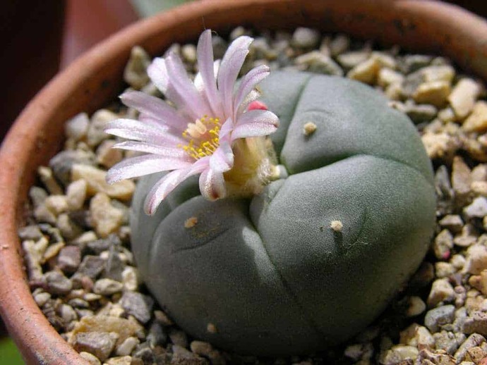 What's your favourite flower?