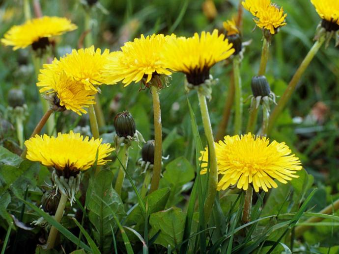 What's your favourite flower?