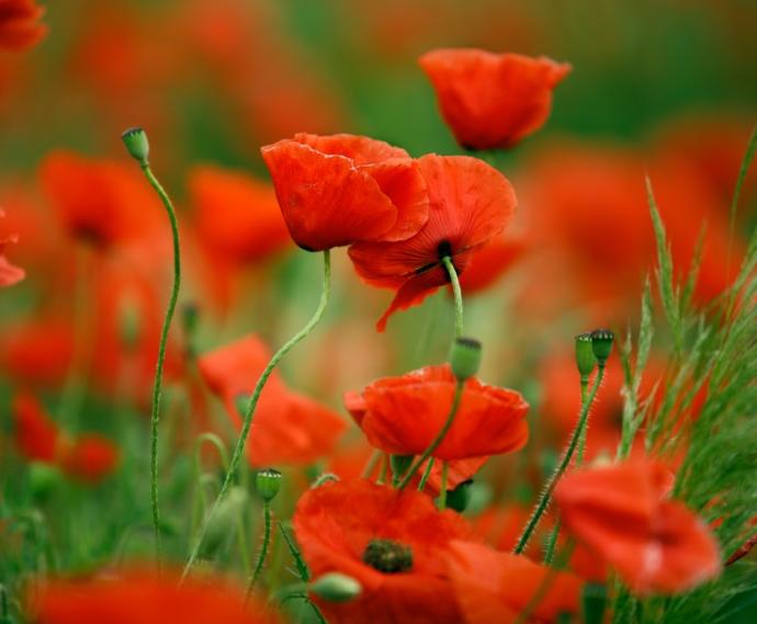 What's your favourite flower?