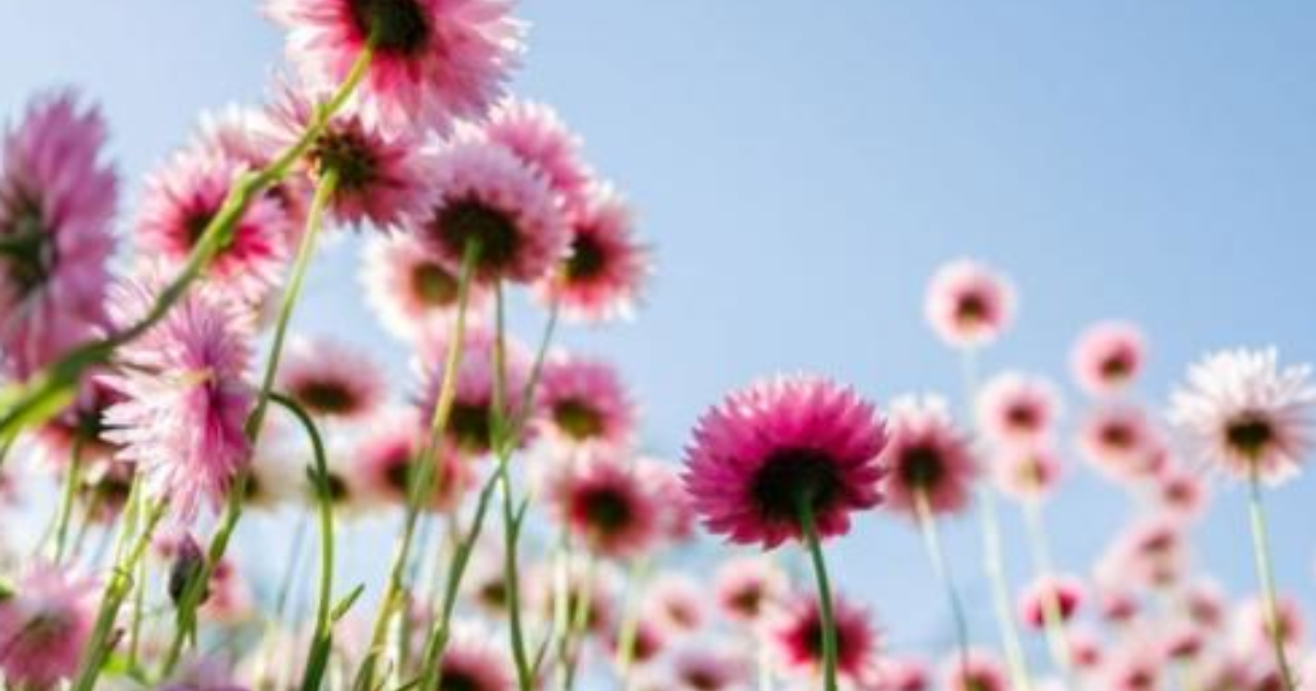 What's your favourite flower? GirlsAskGuys