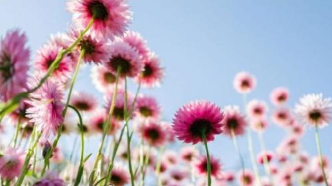 What's your favourite flower?