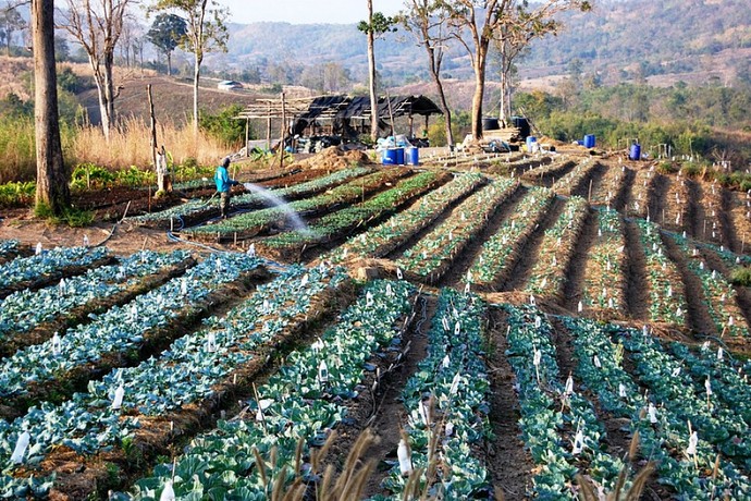 If You Inherited A Farm & You Could Farm Anything You Wanted To What Would You Farm?