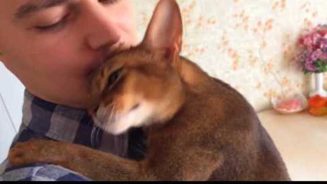 Does your cat ever hug you like in this video?