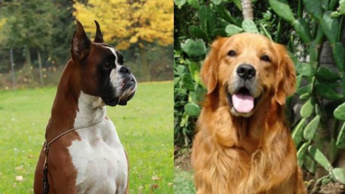 Are women actually like dogs when it comes to date and relationships?