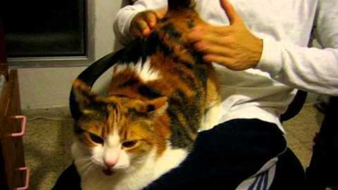Is it still animal abuse if your cat enjoys getting their butts slapped?