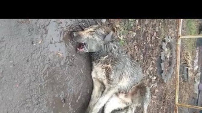 What should be the punishment for poisoning a dog?