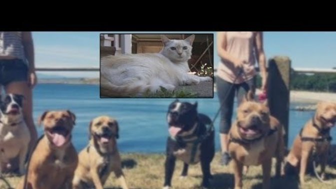 If your dog let itself get scratched by a cat (doesn't fight back) would you report it?