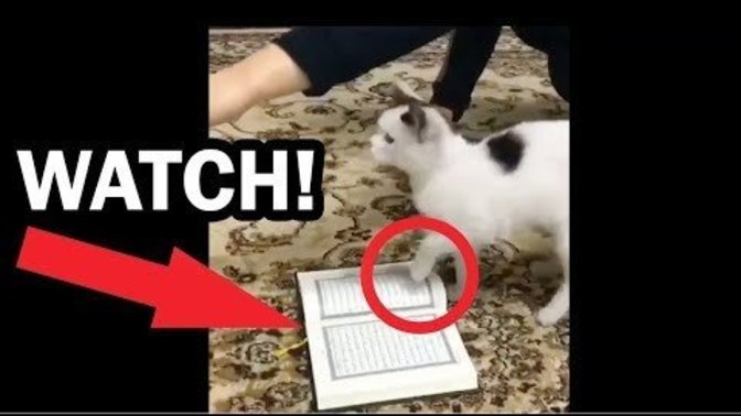 Cat refuses to walk on the Quran. Is this proof that the book is truly holy and that Islam is true as Muslims have argued?