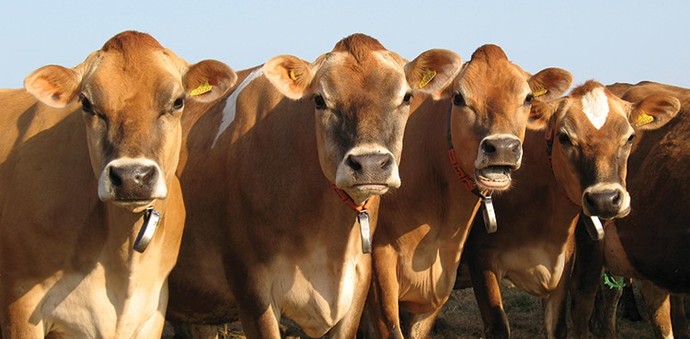 Should France cut off Jersey's electricity supply?