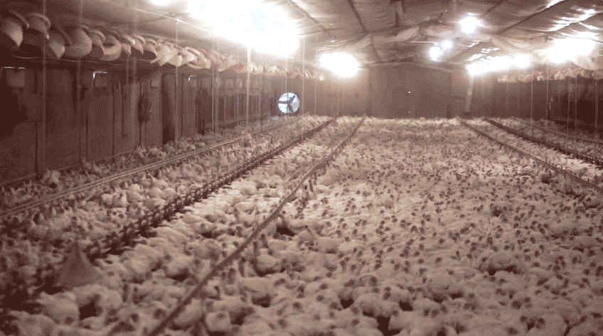 What if our purpose in life was to be bred as food for another dominating species?