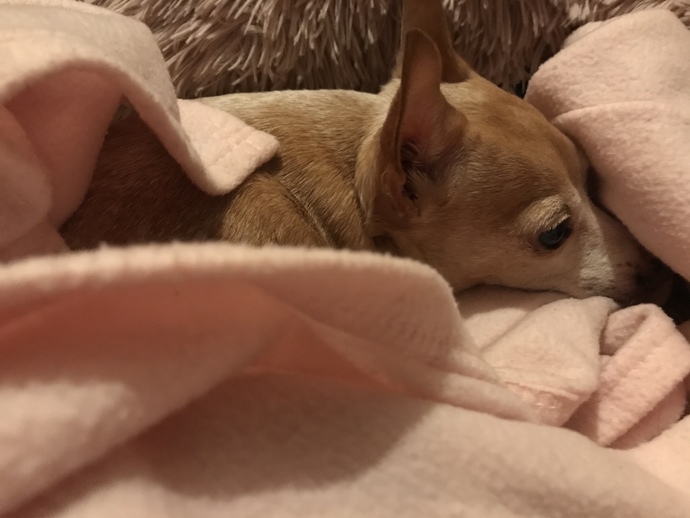I love my dog more than people?