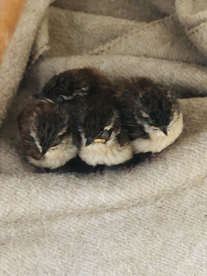 Ali’s 4 children.