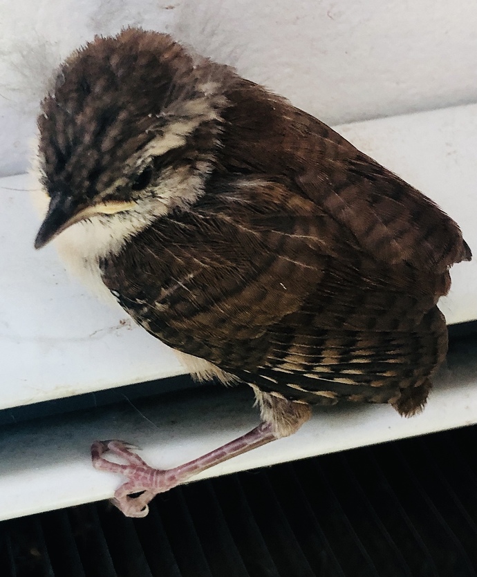 Ali’s radiator child.
