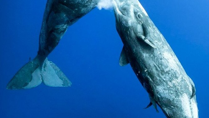 Have you ever drank whale's milk?