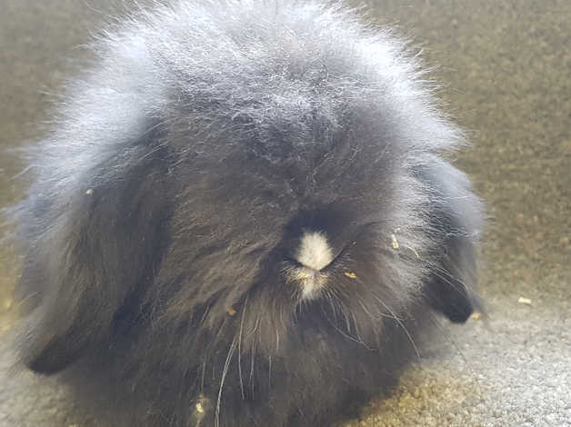 If you had a pet bunny, what would you name him?