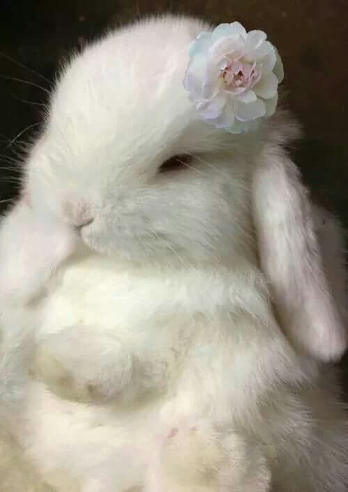 If you had a pet bunny, what would you name him?