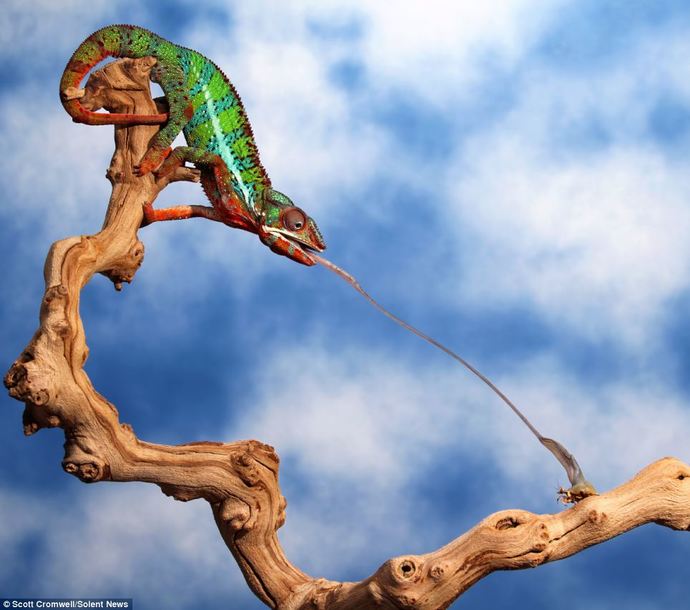 The girl with the long tongue