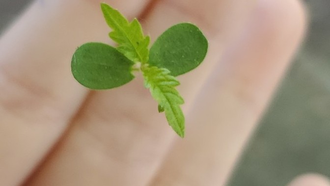 Is this a weed?