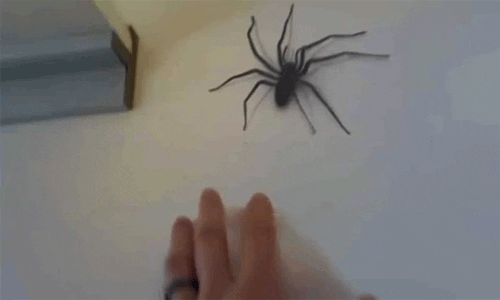 Girls how would you feel if your guy freaked out over spiders or other bugs or even mice? Would you lose attraction for them?